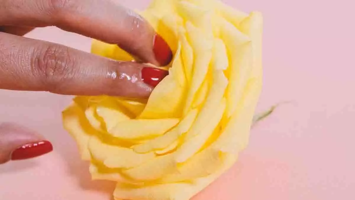Dedos tocando una rosa amarilla.