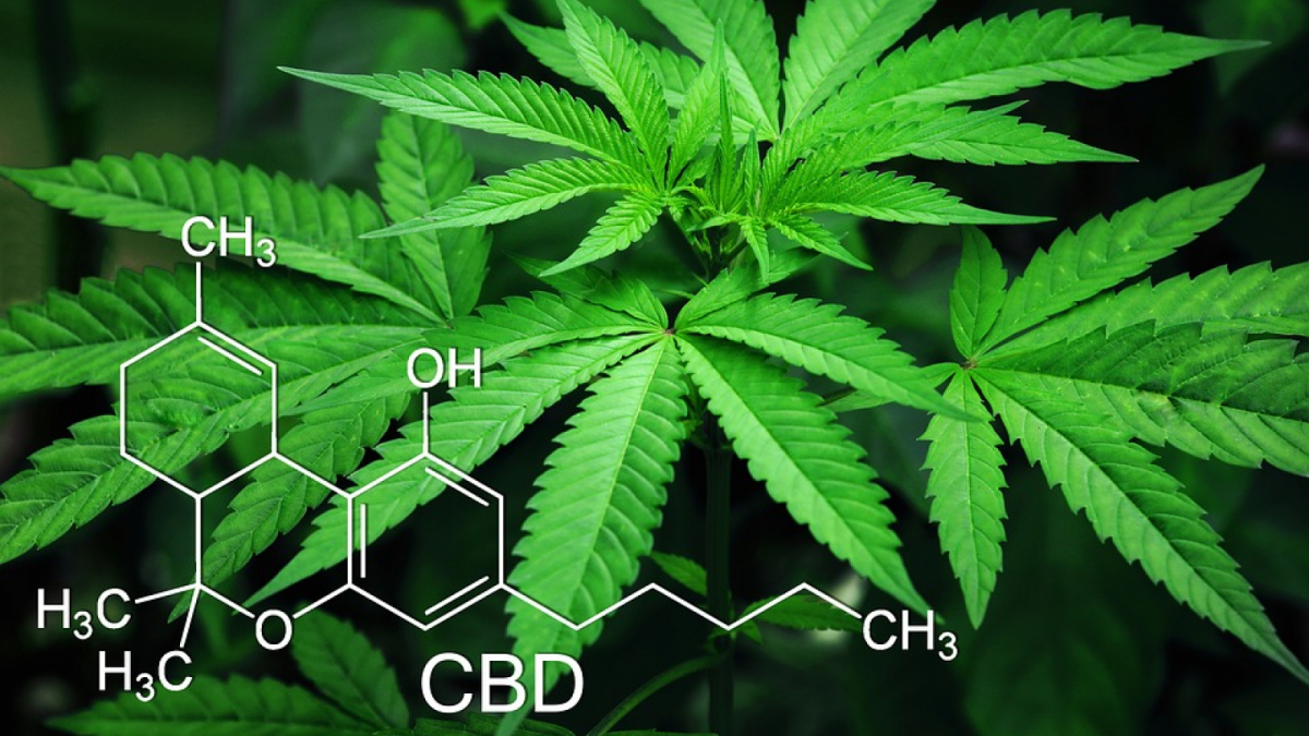 CBD: Qué Es, Efectos Y Aceite De Cannabidiol